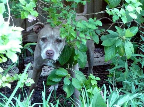 Its durable construction allows for years of enjoyment. Gardening South Florida Style: Animals in the Garden