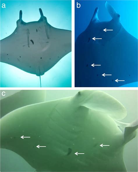 Revealing Long Distance Movements Of Reef Manta Rays