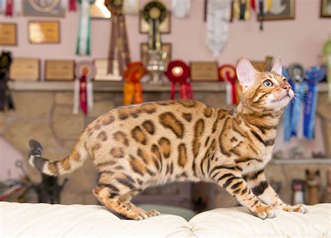 It can get along well with children, cats, and dogs. Bengal Cat Breeders - Tobysden Bengals - Bengal Breeders ...