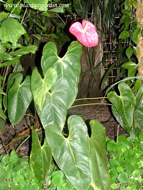 Anthurium Anturio Plantas Y Jardín