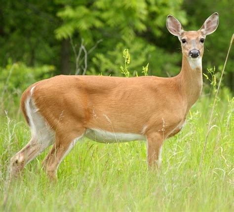Female White Tailed Deer Images And Pictures Becuo