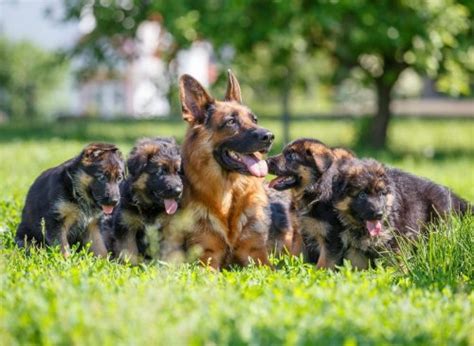 German Shepherd Factfile 2022 Here Are 10 Fascinating Facts About The
