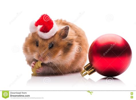 The Cute Hamster With Santa Hat Isolated On White Stock Image Image