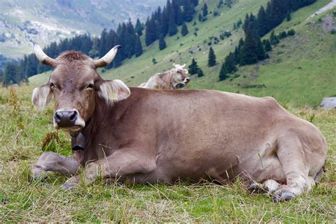 Cow Horns Alps Milk Free Photo On Pixabay Pixabay