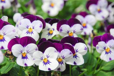 24 Winter Flowers That Will Add Vibrant Color To Your Garden Annual
