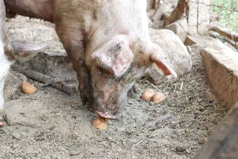 Can Pigs Eat Potatoes Is It Safe The Homesteading Hippy