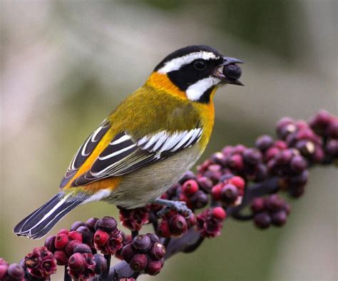 David Drangsland On Instagram Tanager Stripeheadedtanager Cuba