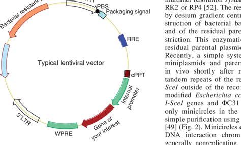 Schematic Map Of The Transfer Plasmid Of Lentiviral Vector Cppt