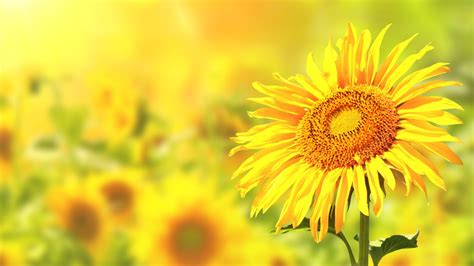 1125x2436 Resolution Yellow Sunflower Sunflowers Flowers Nature Hd