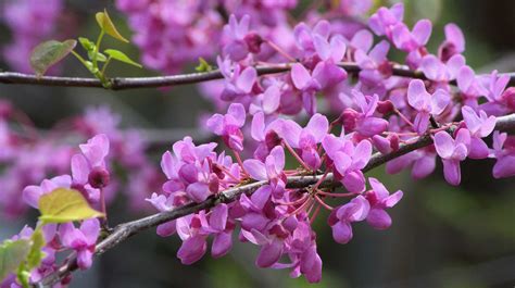 Eastern Redbud Cercis Canadensis Lincoln Landscaping