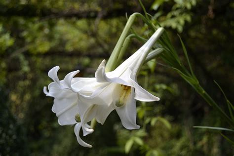 Fragrant Flowers Flower Magazine