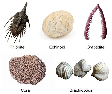 Image Result For Index Fossil Meant To Be Fossils Trilobite Fossil