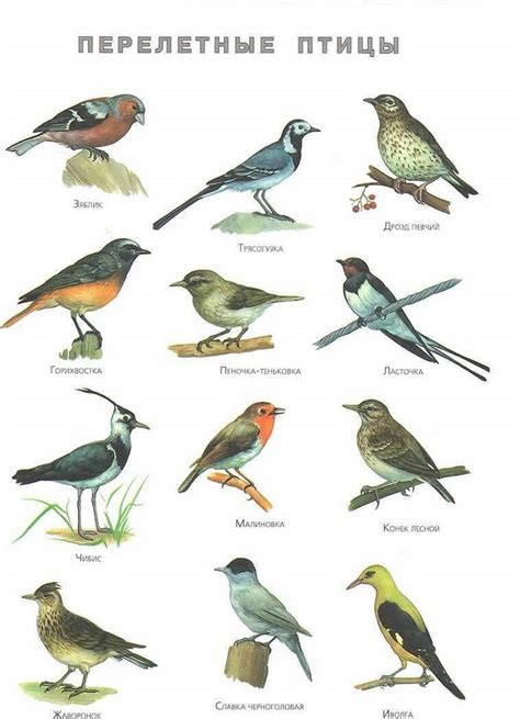 Картинки Перелетных Птиц Для Детей Распечатать Цветные Telegraph