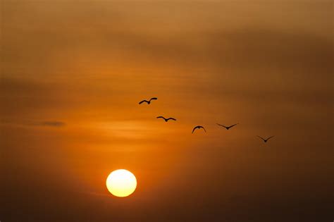 Birds Flying At The Time Of Sunset Wallpapers Share