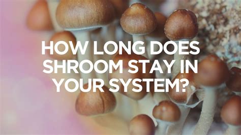 How Long Does Shroom Stay In Your System Budlyft