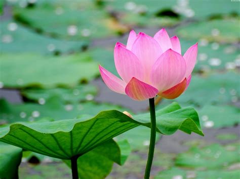 Lotus Flower Wallpapers Pictures Images