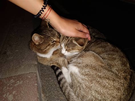 these two are the cutest street cats in istanbul cats