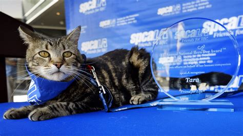 Hero Cat Tara Gets Spcalas 33rd Annual Hero Dog Award