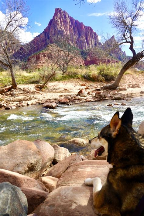 Visiting Zion National Park With A Dog The Ultimate Dog Friendly