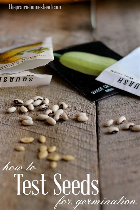 Cactus club cafe coal harbour vancouver picture. How to Test Seeds for Viability | Seasonal garden, Food ...
