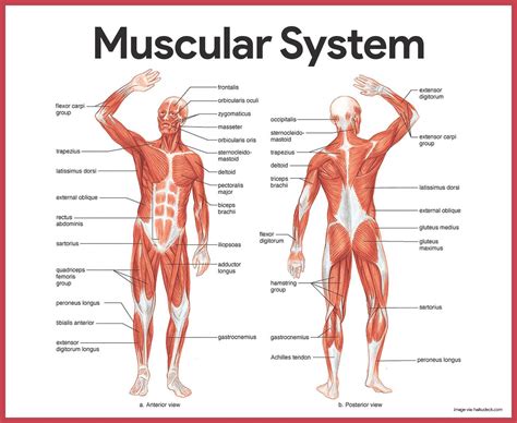 The Muscular System Labeled Koibana Info Muscular System Muscular