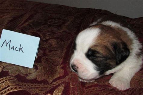 Today, they are home to millions of families who love mastiff furry dogs in australia and around the world. AKC St. Bernard Purebred Puppies for sale for Sale in Blaine, Minnesota Classified ...