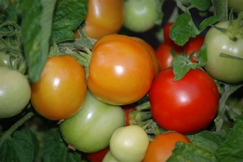 They especially prefer hot, dry weather once they are established it is particularly useful as a ground cover, because it grows equally as well in sun or shade. Easiest Vegetables to Grow in Arizona | Hunker