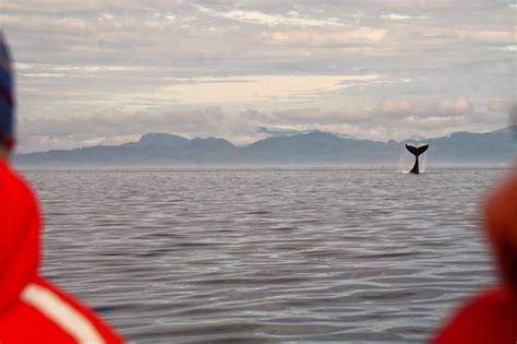 Whale Watching Auf Vancouver Island Ein Erfahrungsbericht