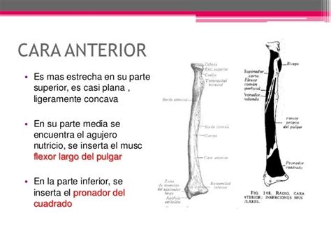 Radio Anatomia