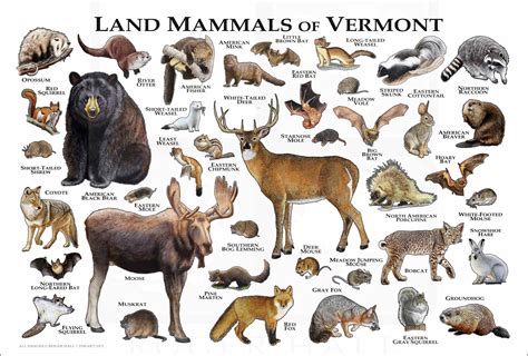 33 Types Of Mammals Found In Vermont Nature Blog Network