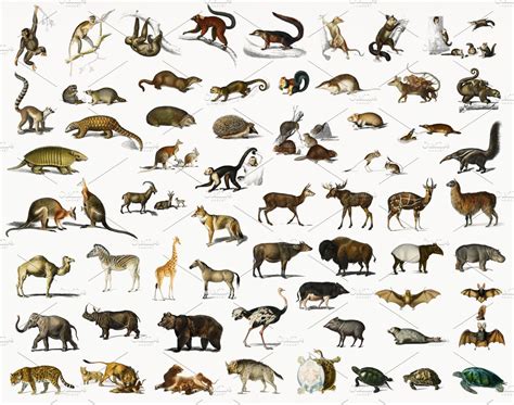 Different Types Of Animals Psd Stock Photos ~ Creative Market