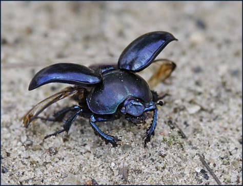 Dung Beetle Slät Tordyvel Geotrupes Vernalis Photo Ivan Kruys
