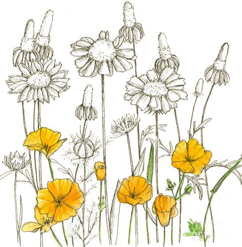 Wildflower Sketches Drawing By Cathie Richardson