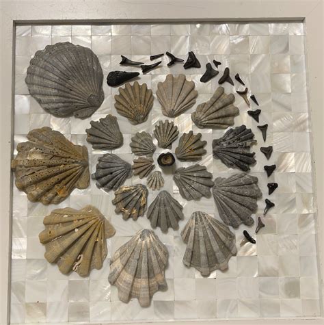 Jan Loot W T F Fernandina Fossils