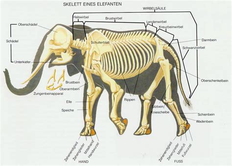 Anatomy Of The Elephants Upalich