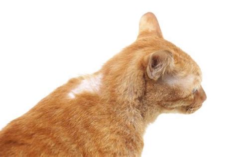 Pyoderma In Cats Causes Symptoms And Treatment