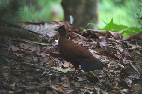 Sri Lankan Endemic Birds Lanka Haban Kukula The Ceylon Spurfowl