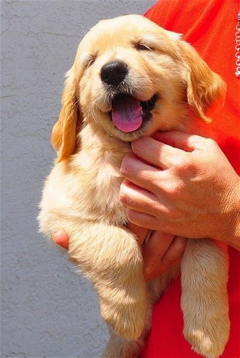 Hold It Goldens Pinterest New Friends Classic And Happy
