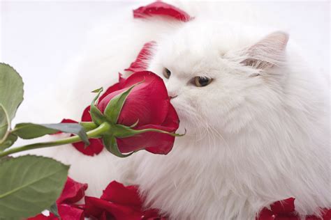 5 Valentines Tips All Pet Families Need To Know