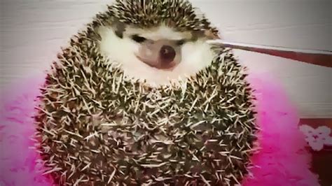 Funny Hedgehogs 😍 Cute Hedgehogs Being Funny Part 1