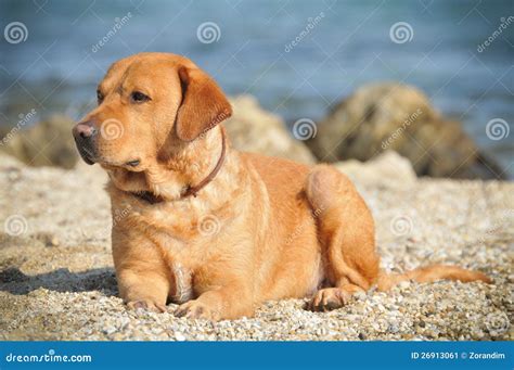Golden Labrador Stock Image Image 26913061