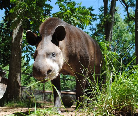 Brazilian Tapir Alexandria Zoo