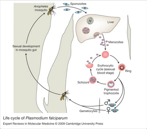 Life Cycle Of Plasmodium Falciparum When An Infected Female Anopheles