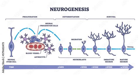 Neurogenesis As Detailed Neuron Development Process Stages Outline