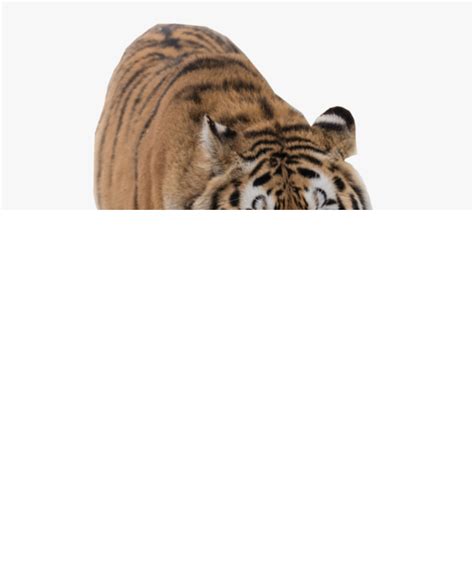 Detail Tiger Png Images Koleksi Nomer 32
