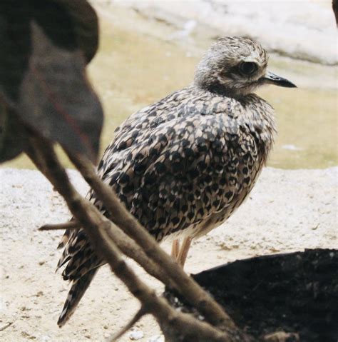 Oct 2021 Bird House Cape Thick Knee Zoochat