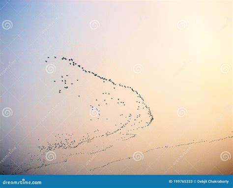 Migration Of Birds At Kerala Stock Image Image Of Flock Wall 199765333