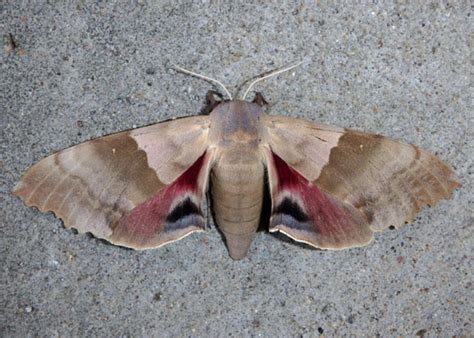 Big Poplar Sphinx Moth Identification Life Cycle Facts And Pictures