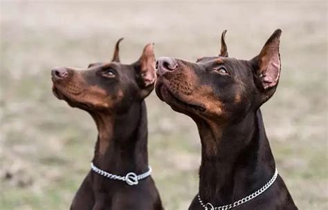 Doberman Ear Cropping Styles And Aftercare Tips Petaddon