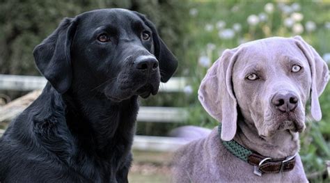 Labmaraner Labrador And Weimaraner Mix Info Pics Puppies Facts Hepper